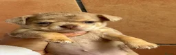 Chihuahua perros en venta: Chihuahua merle hembra🩷🐶🐾 - Anuncio 4