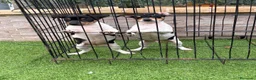Gos Rater Valencià perros en venta: Rateros valencianos  - Anuncio 3