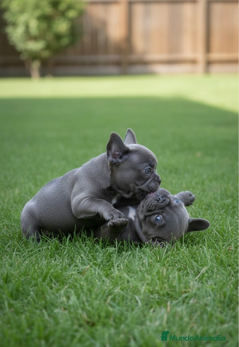 Bulldog Francés perros CAMADA DE BULLDOG FRANCÉS BLUE DISPONIBLES 🐾 - Anuncio 2