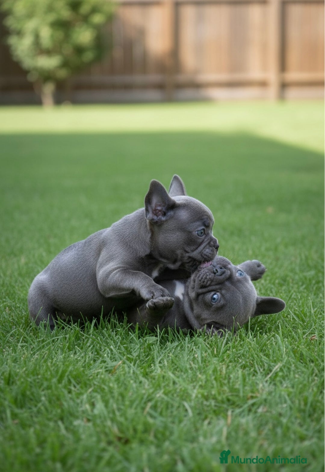 Bulldog Francés perros en venta: CAMADA DE BULLDOG FRANCÉS BLUE DISPONIBLES 🐾 - Anuncio 1