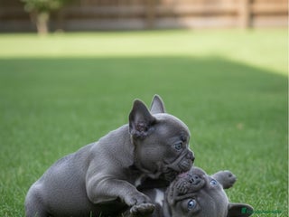 Bulldog Francés perros CAMADA DE BULLDOG FRANCÉS BLUE DISPONIBLES 🐾 - Anuncio 2