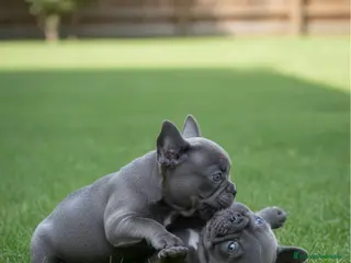Bulldog Francés perros CAMADA DE BULLDOG FRANCÉS BLUE DISPONIBLES 🐾 - Anuncio 24