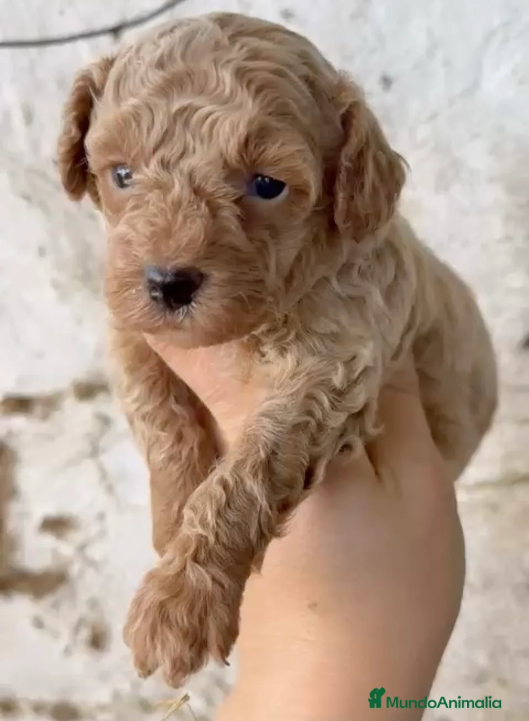 Caniche Toy perros en venta: Último caniche apricot disponible  - Anuncio 1