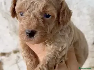 Caniche Toy perros Último caniche apricot disponible - Anuncio 3