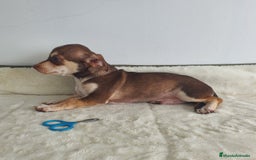 Chihuahua perros en venta: Chihuahua macho bicolor  - Imagen 4