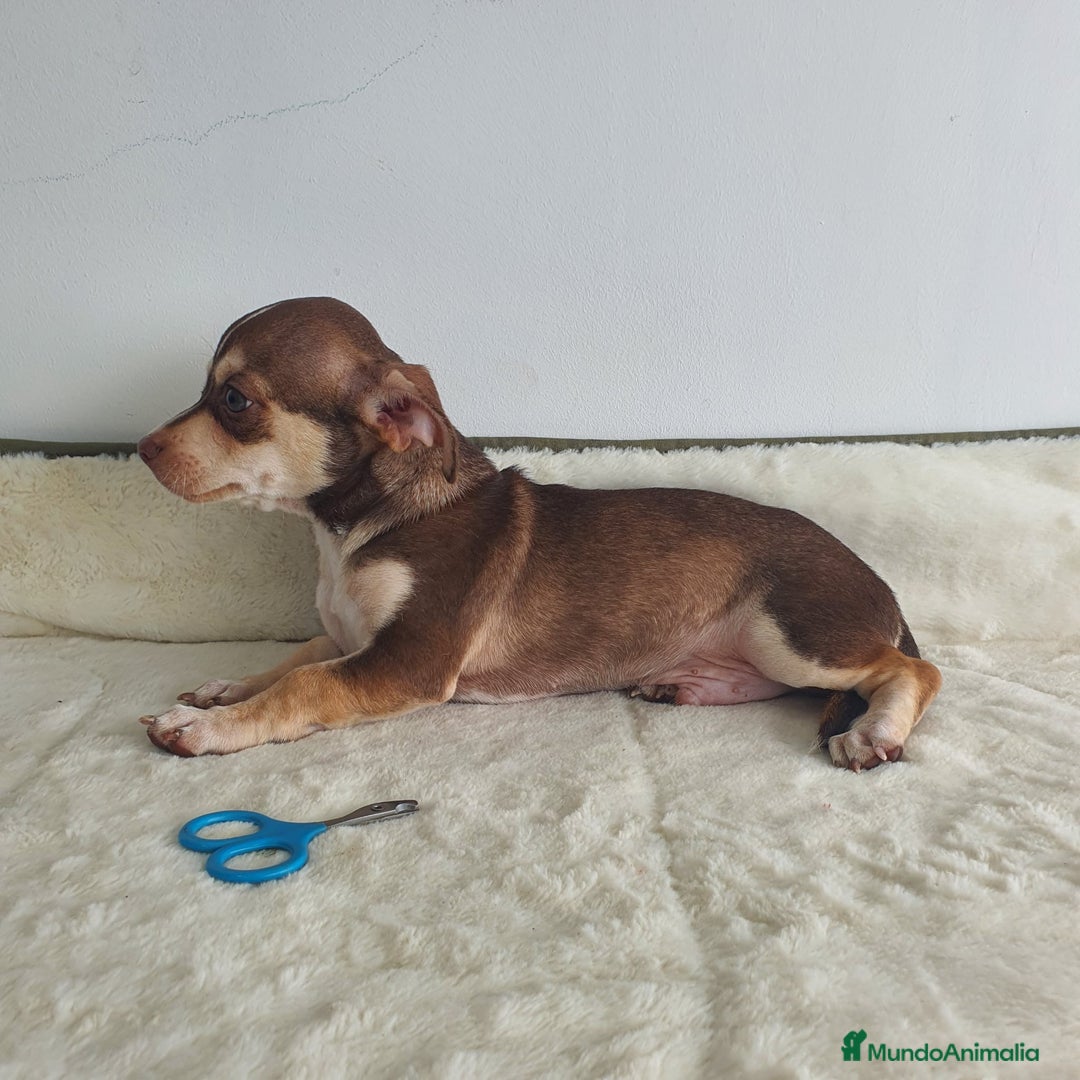 Chihuahua perros en venta: Chihuahua macho bicolor  - Imagen 4