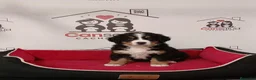 Boyero de Berna perros en venta: boyero de berna - Anuncio 1