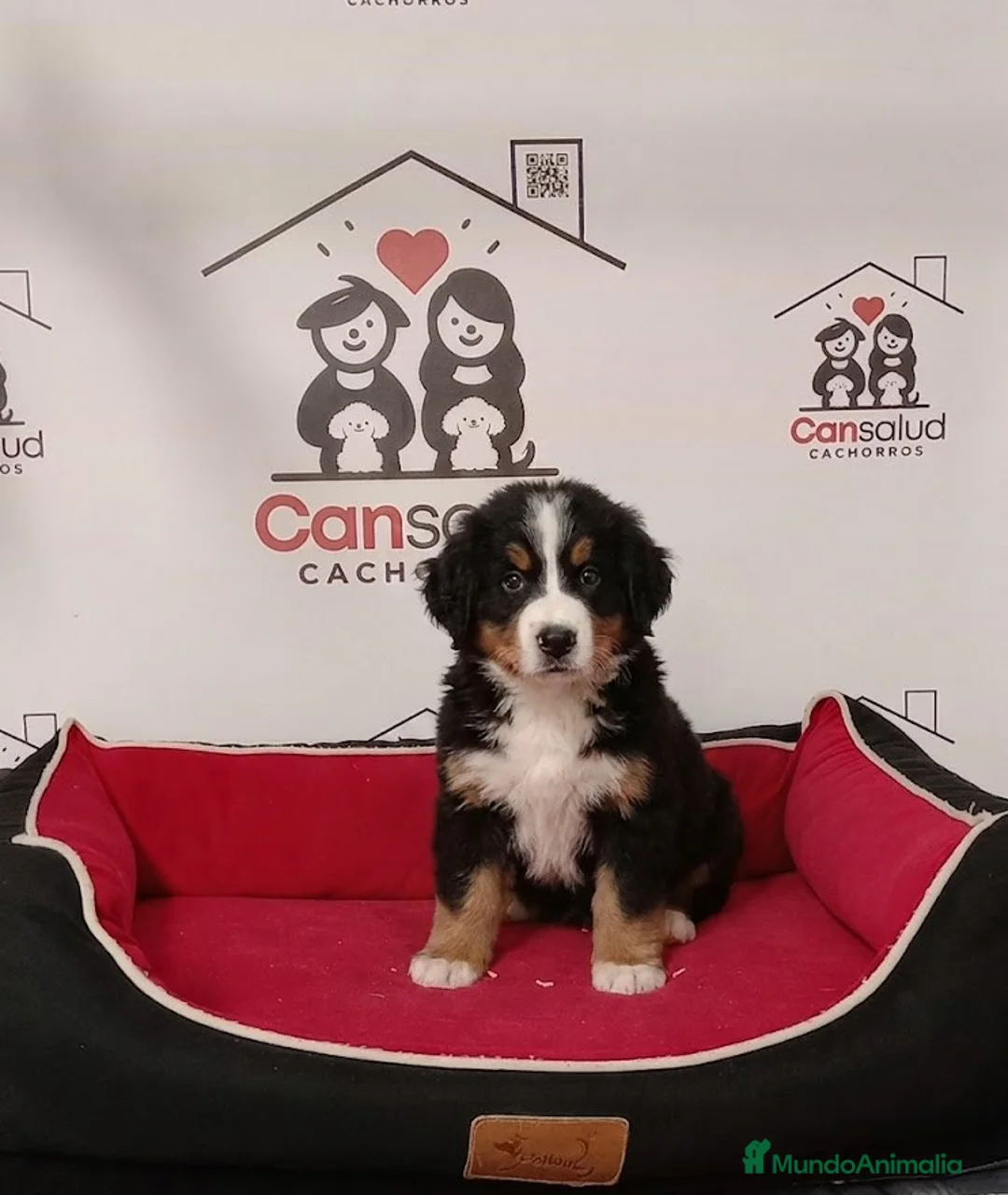 Boyero de Berna perros en venta: boyero de berna - Anuncio 1