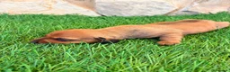 Teckel Miniatura perros en venta: Teckel miniatura rojizo - Anuncio 13