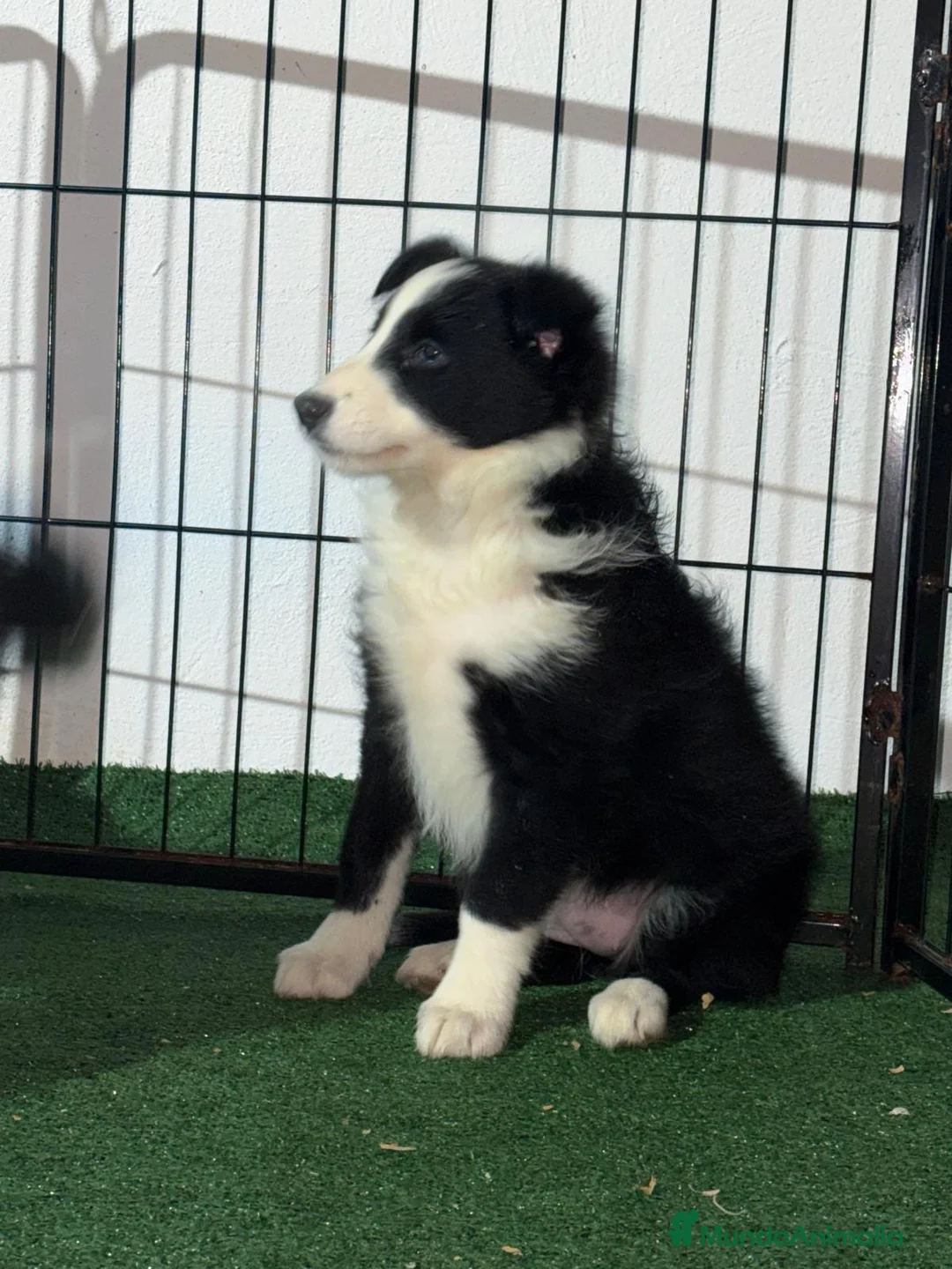 Border Collie perros en venta: Border collie - Anuncio 6