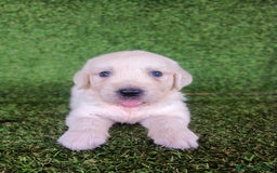 Golden Retriever perros en venta: GOLDEN RETRIEVER  - Imagen 4