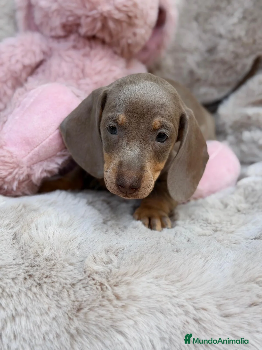 Teckel Miniatura perros en venta: Camada teckel isabella🐾 - Anuncio 2