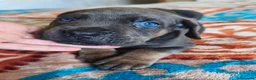 Cane Corso perros en venta: Cane corso nietos de campeones - Anuncio 5