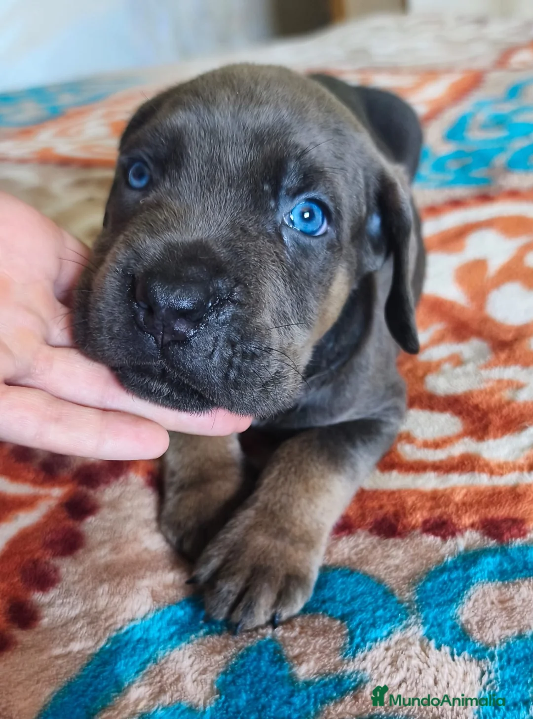 Cane Corso perros en venta: Cane corso nietos de campeones - Anuncio 5