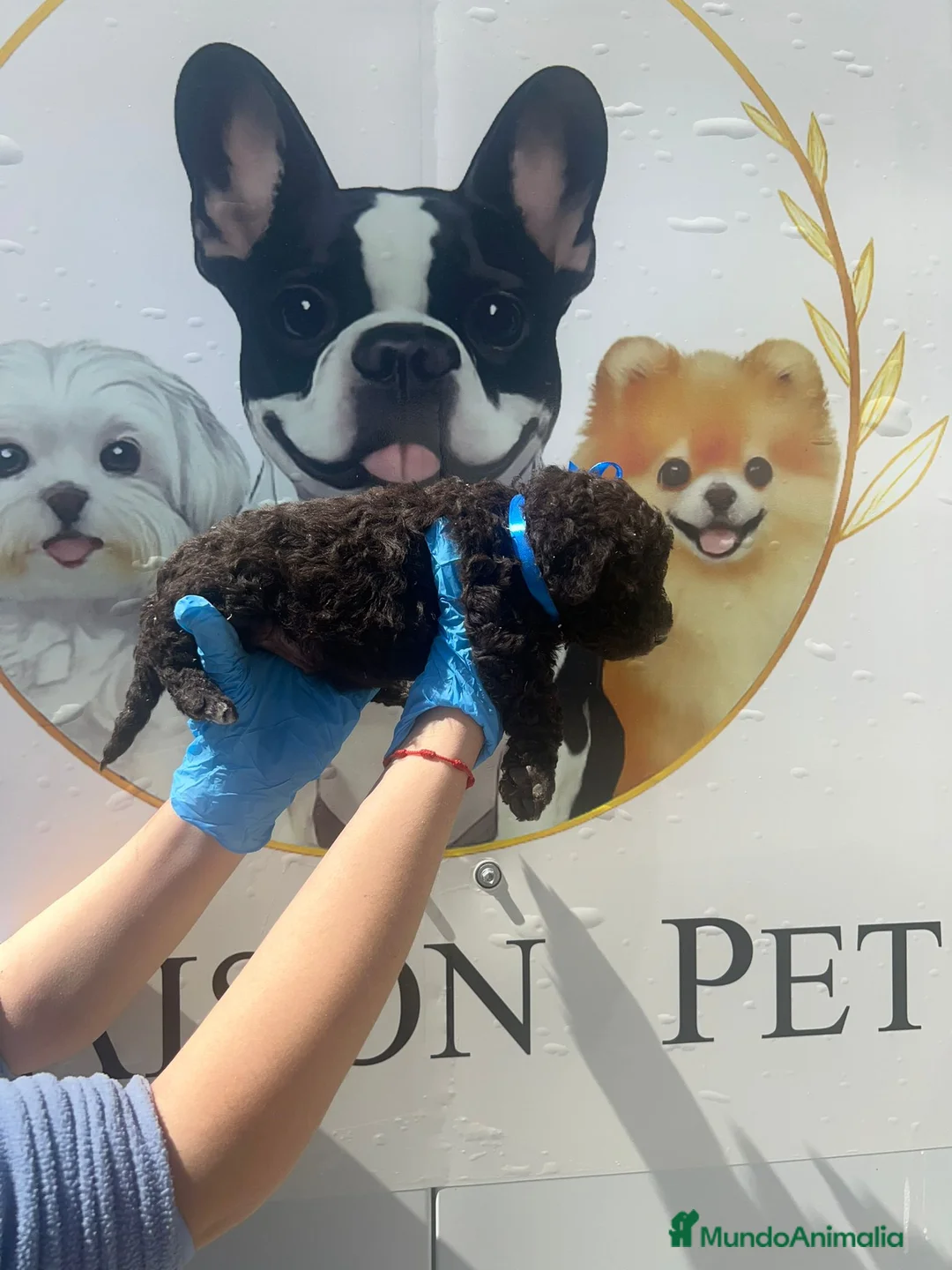 Perro de Agua Español perros en venta: Camada disponible de perros de agua chocolate  - Anuncio 2