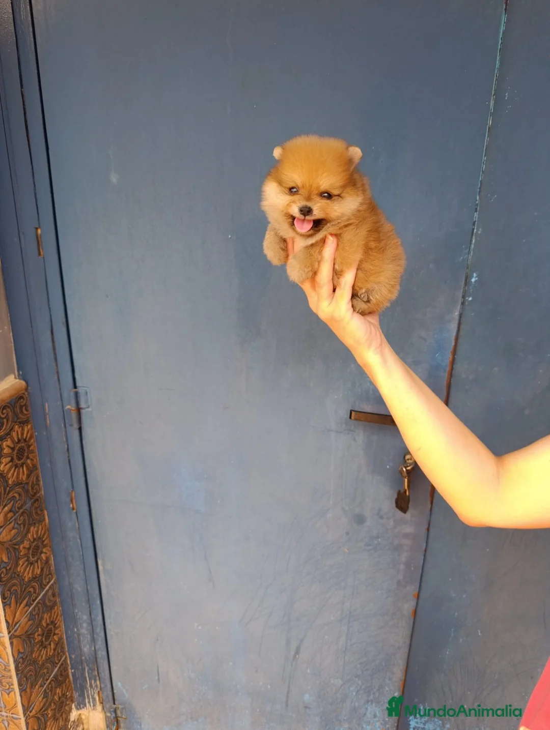 Pomerania perros en venta: Pomerania ositos toy  - Anuncio 1