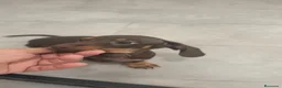 Teckel Miniatura perros en venta: Teckel Mini chocolates - Anuncio 5