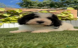 Perro de Agua Español perros en venta: PERRO DE AGUA MACHO - Imagen 2