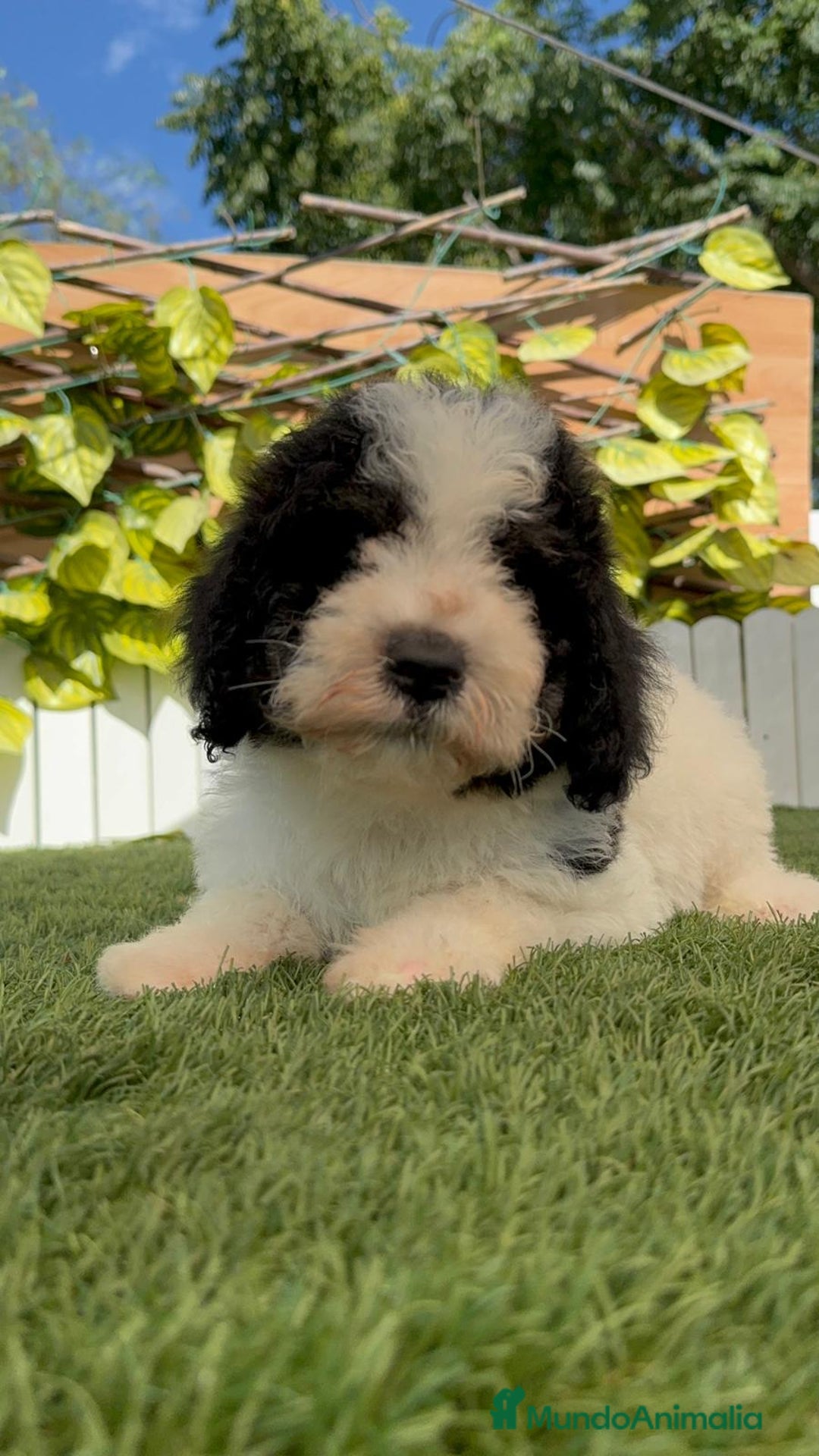 Perro de Agua Español perros en venta: PERRO DE AGUA MACHO - Imagen 2
