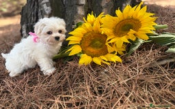 Bichón Maltés perros en venta: Bichon maltés alta selección de cachorros  - Imagen 2