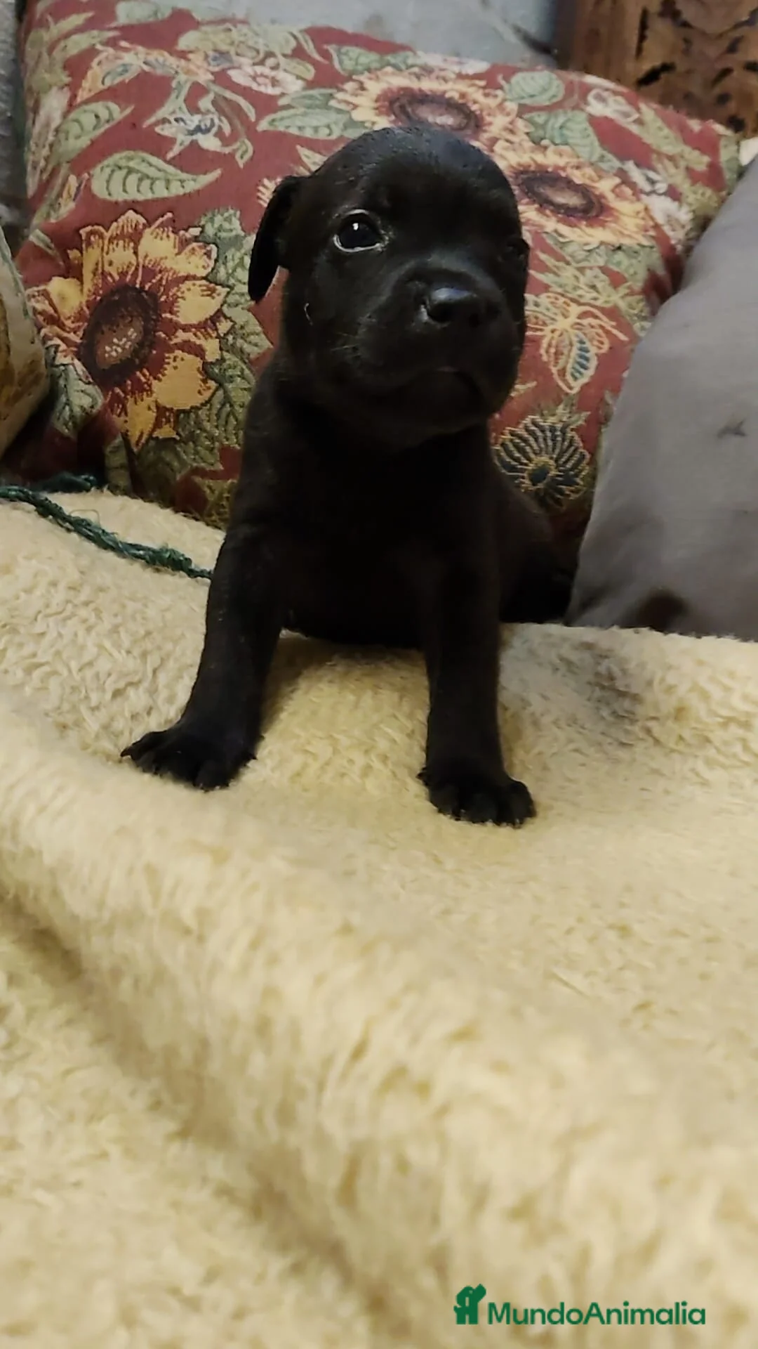 Staffordshire Bull Terrier perros en venta: Staffordshire Bull Terrier cachorros - Anuncio 6