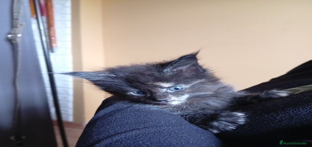 Imagen de galería {{count}}