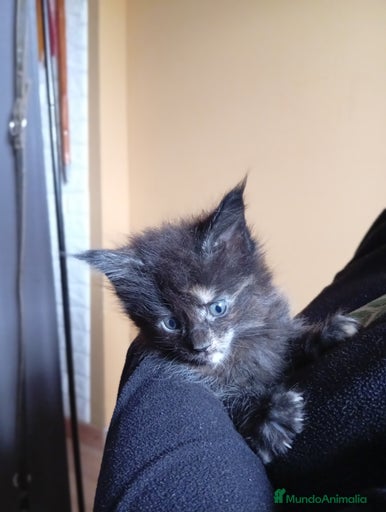 Imagen de galería {{count}}