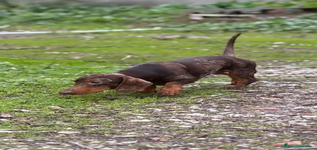 Imagen de galería {{count}}