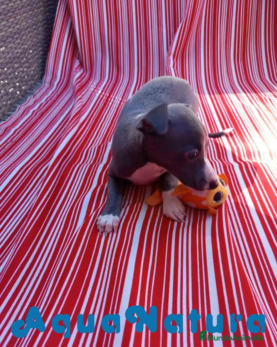 Pequeño Lebrel Italiano perros en venta: Lebrel Italiano Hembra 5 de AB y Omega AQUANATURA - Anuncio 3