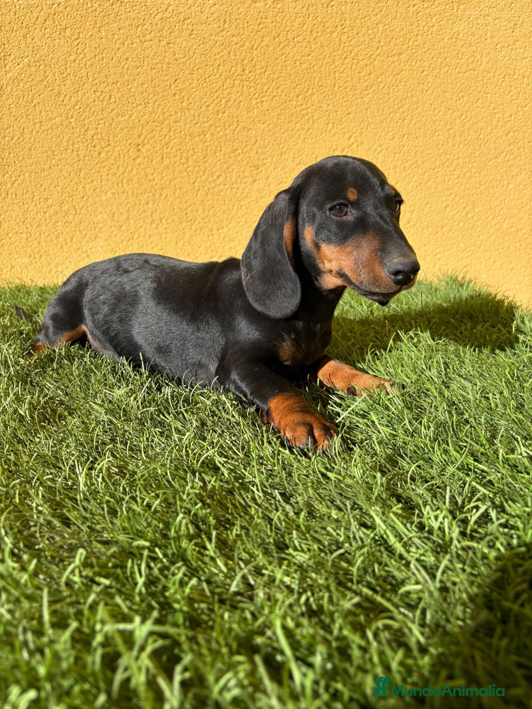 Teckel Miniatura perros en venta: Teckel miniatura negro fuego  - Imagen 17