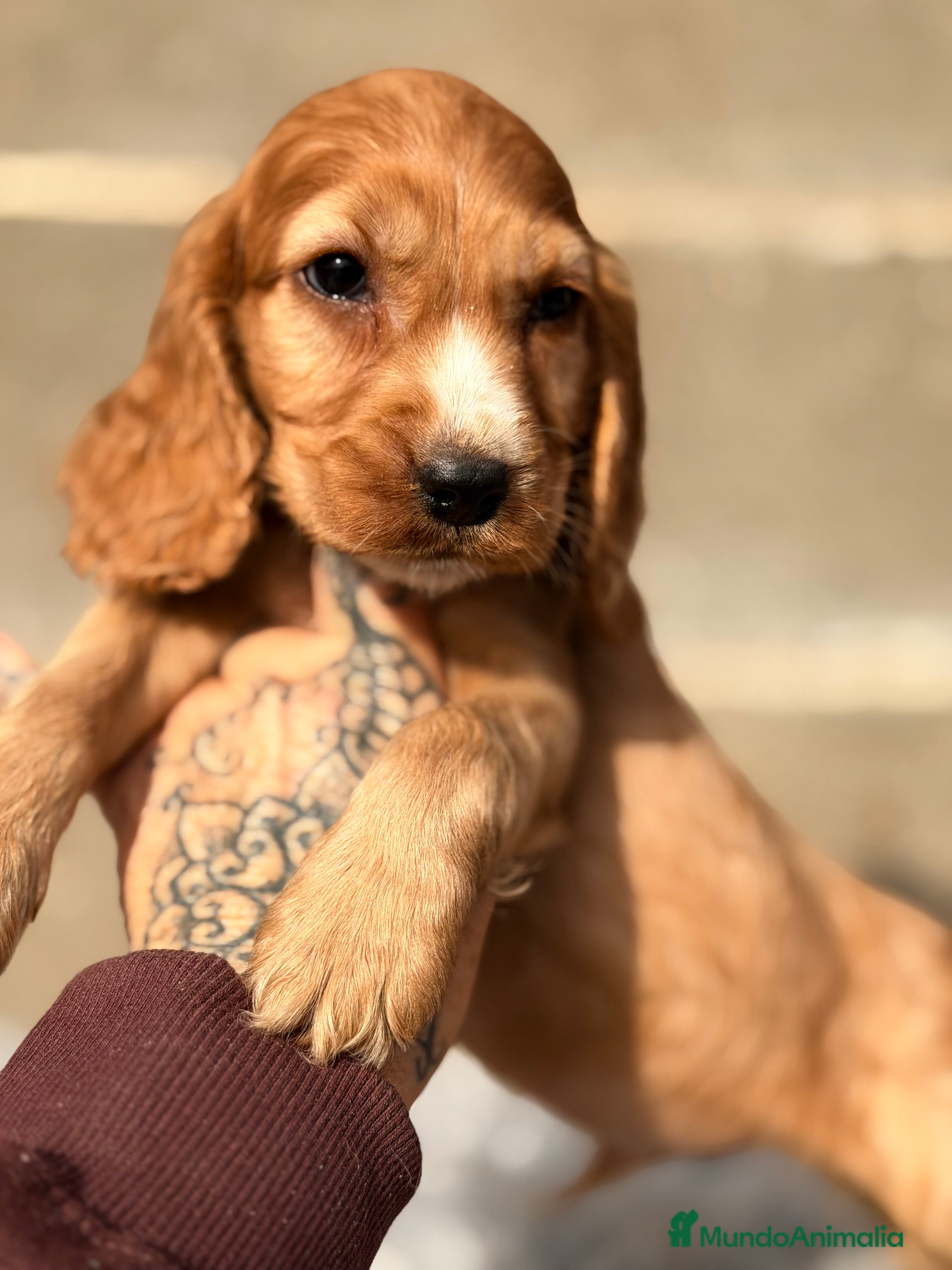 Cocker Spaniel Inglés perros Cocker Ingles dorado - Anuncio 2