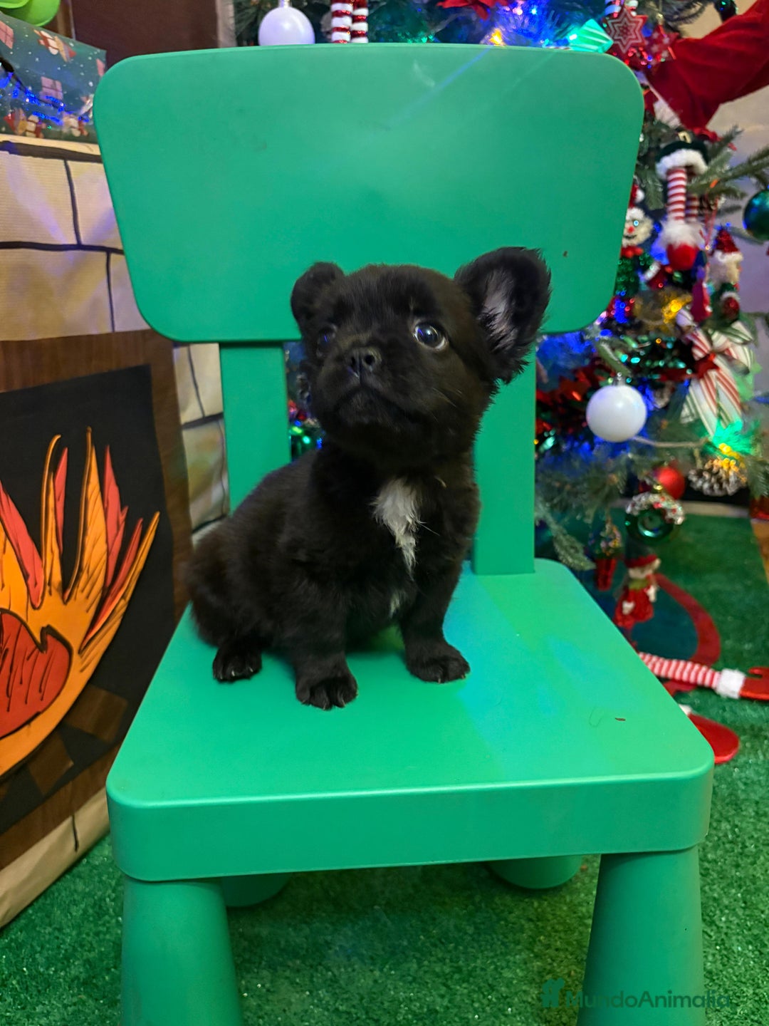 Bulldog Francés perros en venta: Último bulldog francés Fufly!! - Anuncio 2