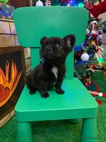 Bulldog Francés perros Último bulldog francés Fufly!! - Anuncio 2