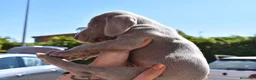 Weimaraner perros en venta: Cachorritos de Weimaraner disponibles! en Castellón - Anuncio 8