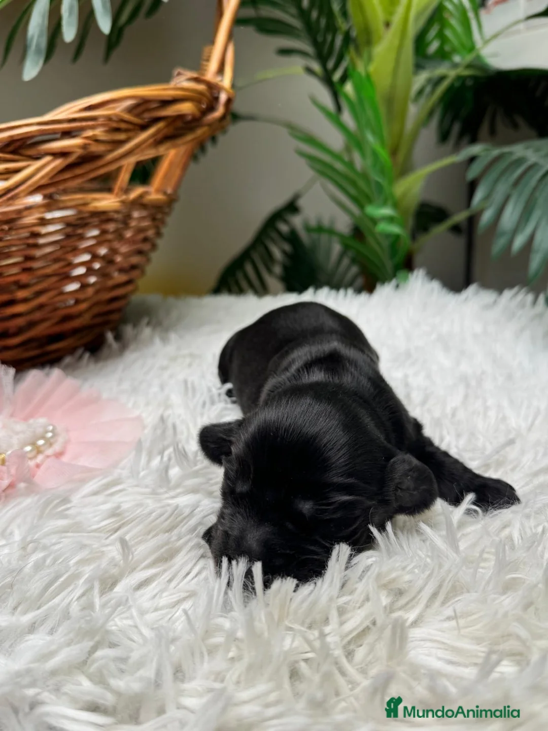 Cocker Spaniel Inglés perros en venta: COCKER HEMBRA - Anuncio 10