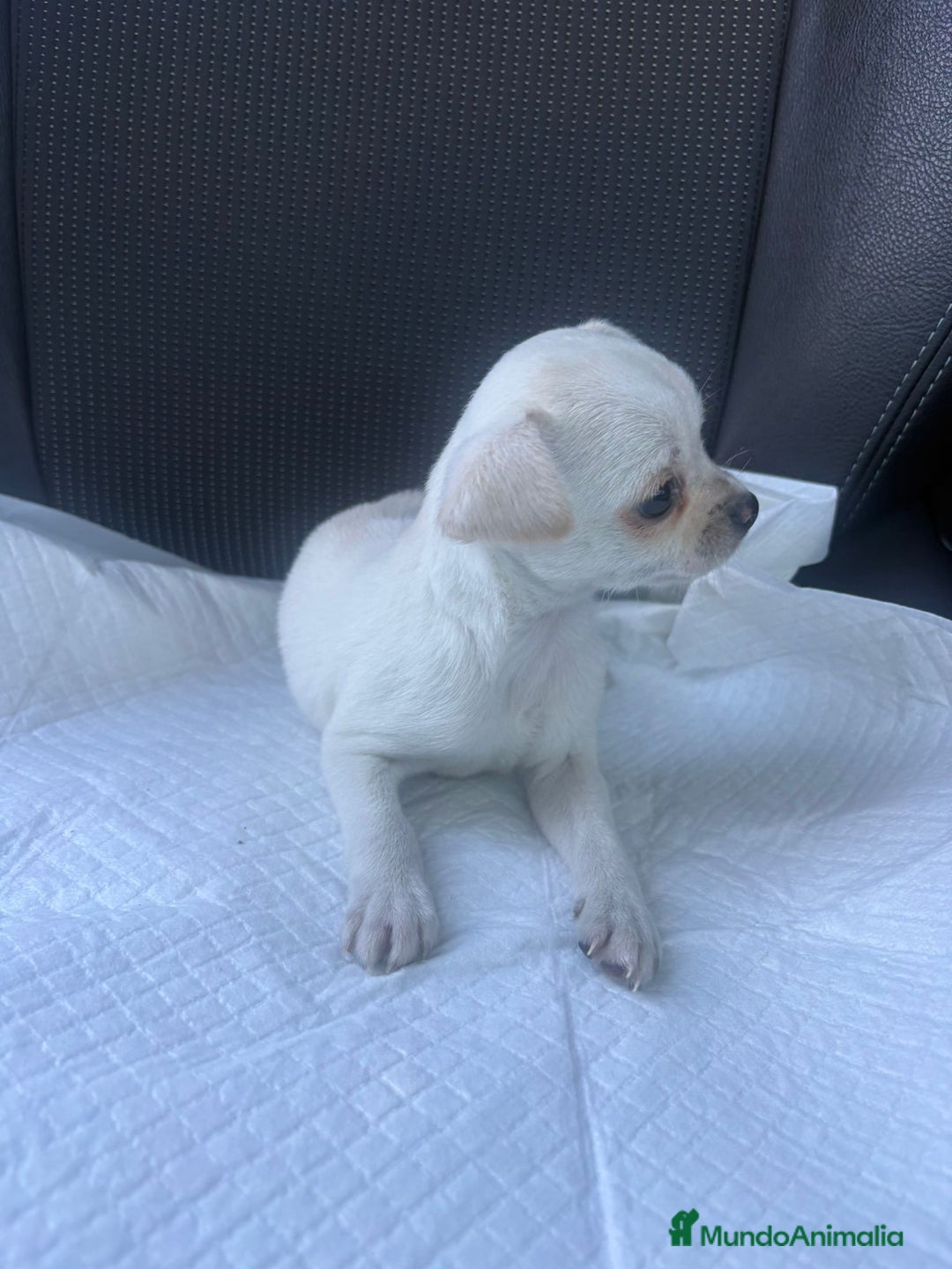 Chihuahua perros en venta: Chihuahua toy blanco nieve  - Anuncio 5