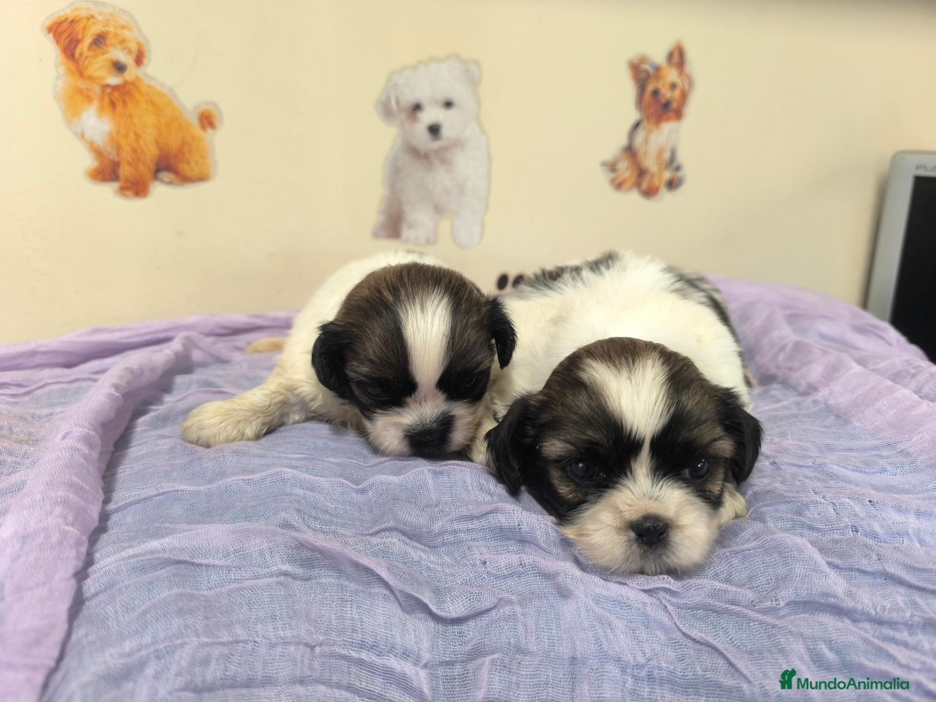 Shih Tzu perros Shihtzu en mallorca  - Anuncio 1
