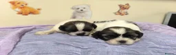 Shih Tzu perros en venta: Shihtzu en mallorca  - Anuncio 1