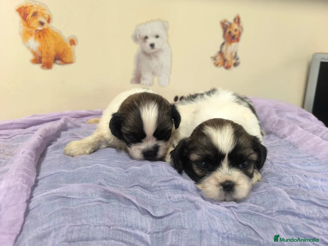 Shih Tzu perros en venta: Shihtzu en mallorca  - Anuncio 1