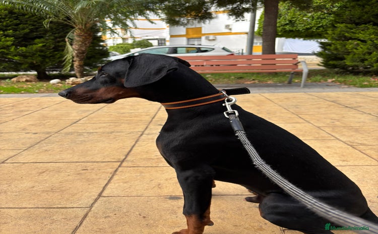 Dobermann perros en Toledo - Anuncio 1