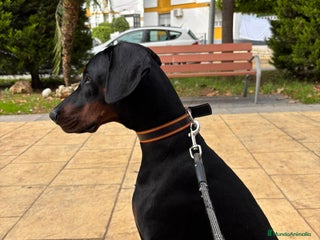 Dobermann perros en Toledo - Anuncio 2