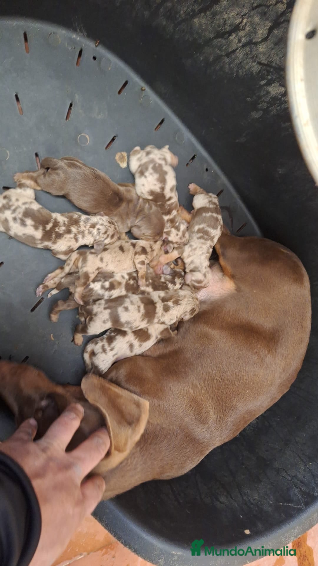 Teckel Miniatura perros Teckels Mini - Anuncio 3