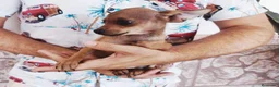 Chihuahua perros en venta: CHIHUAHUA Macho - Anuncio 4