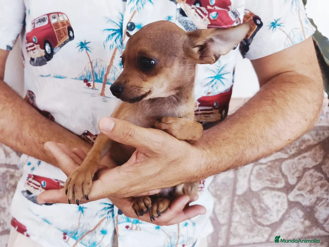 Chihuahua perros en venta: CHIHUAHUA Macho - Anuncio 4