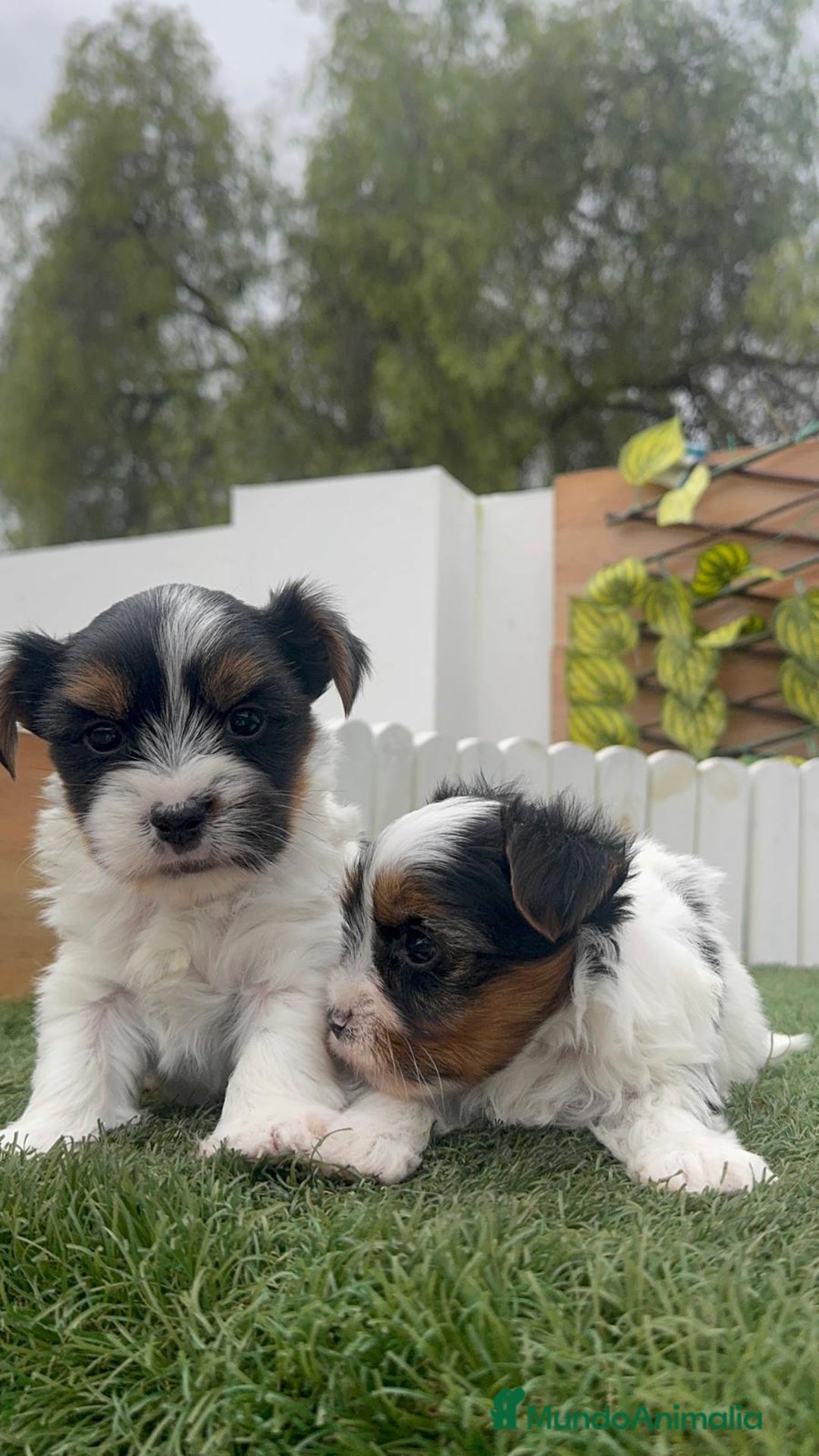 Yorkshire Terrier perros en venta: YORKSHIRE BIEWER MACHO - Anuncio 7