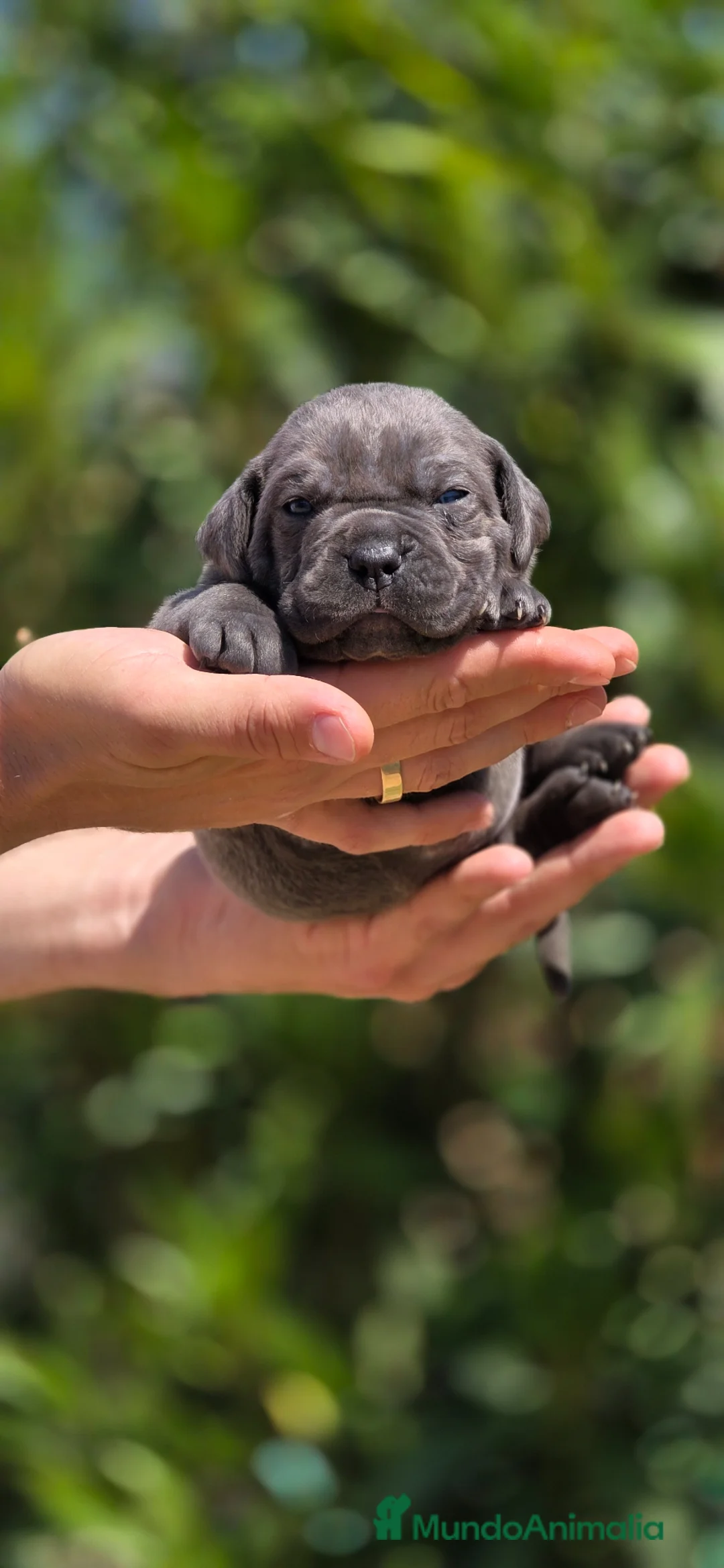 Cane Corso perros en venta: Cachorros de Cane Corso. - Anuncio 1