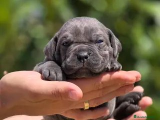 Cane Corso perros Cachorros de Cane Corso. - Anuncio 2