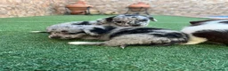 Raza Mixta perros en venta: Cruzaditos de Bichon maltés y chihuahua Toy - Anuncio 4