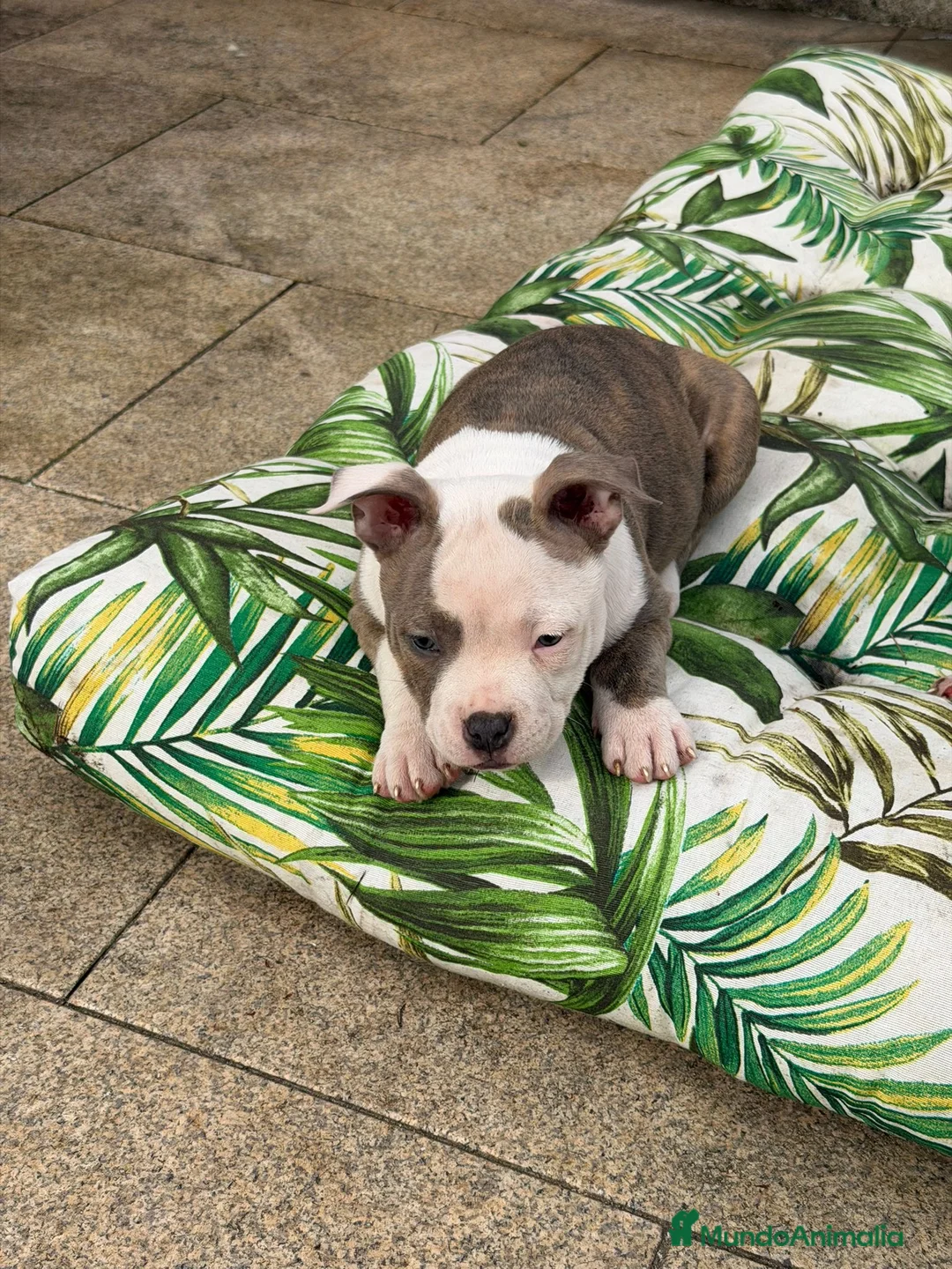 American Bully perros en venta: Hembra American Bully - Anuncio 2