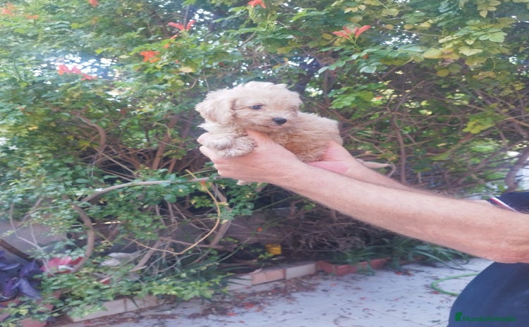 Caniche Toy perros - Anuncio 3
